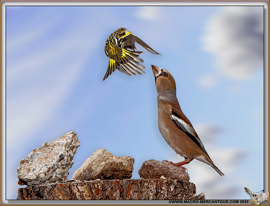 Tarin des Aulnes et Gros bec